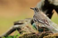 Turdus viscivorus