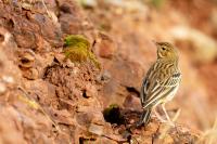 Anthus pratensis