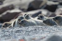 Harbor seal