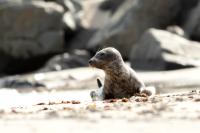 Grey seal