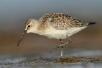 Calidris ferruginea