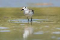 Calidris pusilla      