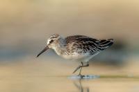 Calidris falcinellus