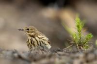 Anthus trivialis