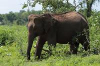 Sri Lankan elephant