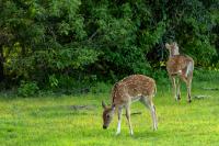 Chital