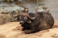 African buffalo