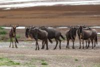 Blue wildebeest