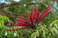 Australia  flora