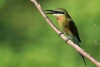 Merops philippinus