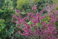 Thailand flora