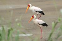 Mycteria ibis