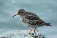 Calidris maritima