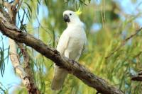 Cacatua galerita