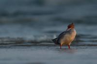 Mergus merganser