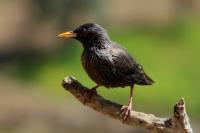 Sturnus unicolor