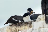 Phalacrocorax bransfieldensis