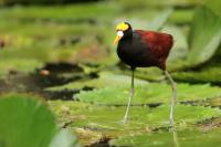 Jacana spinosa