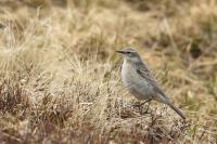 Anthus spinoletta