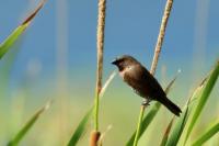 Lonchura punctulata