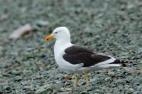 Larus dominicanus