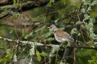 Turdus pilaris