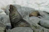 Antartica fauna