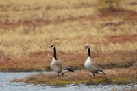 Branta canadensis