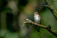 Muscicapa striata