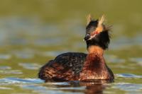 Podiceps auritus