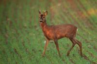 Roe deer