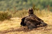 Aquila chrysaetos