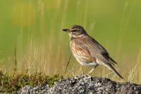 Turdus iliacus