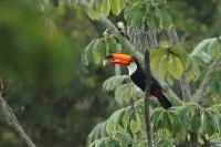 Ramphastos toco