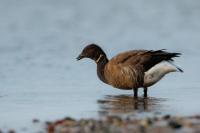 Branta bernicla