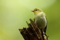 Phylloscopus sibilatrix