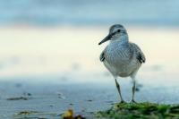 Calidris canutus