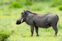 Common warthog