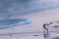 Calidris alba