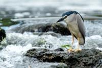 Nycticorax nycticorax