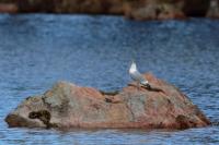 Larus canus