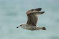 Larus argentatus