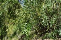 Cyprus FLORA