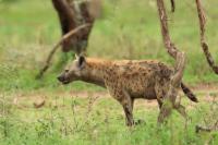 Spotted hyena