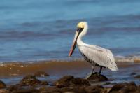 Pelecanus occidentalis