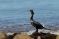 Phalacrocorax brasilianus