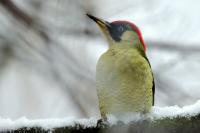 Picus viridis