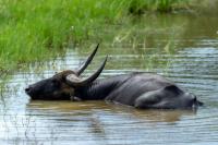 Wild water buffalo