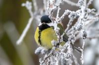 Parus major