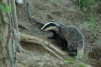 European badger